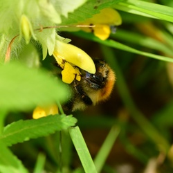 Berlin/Botanischer Garten/DSC_1136.JPG